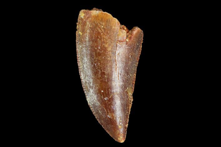 Serrated, Raptor Tooth - Real Dinosaur Tooth #124283